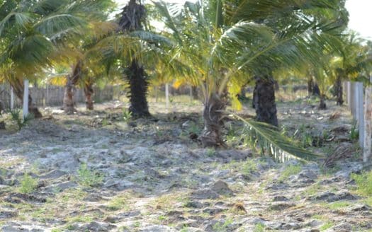 Land for sale in Thanankilappu