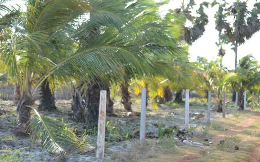 Land for sale in Thanankilappu