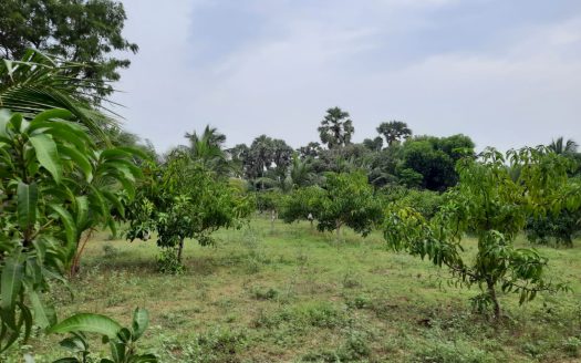 Coconut land for sale in Allarai Kachai road