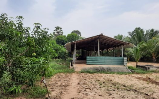 Coconut land for sale in Allarai Kachai road