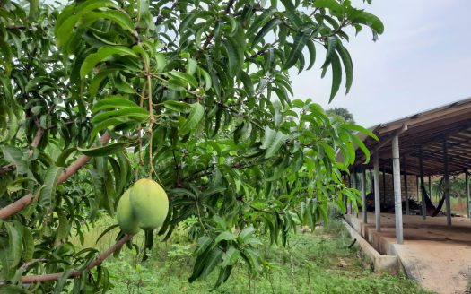 Coconut land for sale in Allarai Kachai road