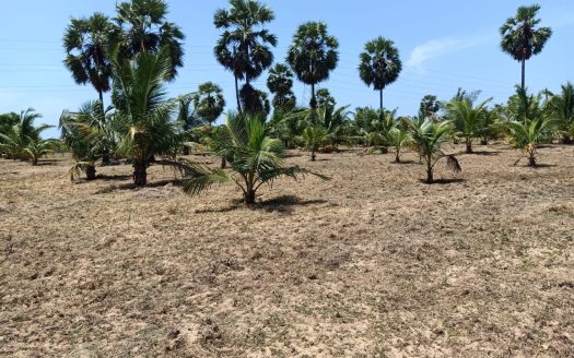 Land for sale in iyakkachi