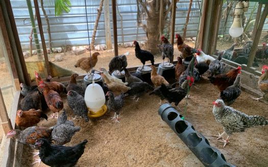 Poultry farm for sale at Moolai,vattukottai
