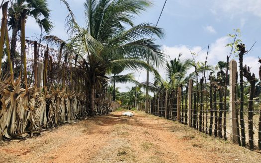 Land for sale in Thanankilappu