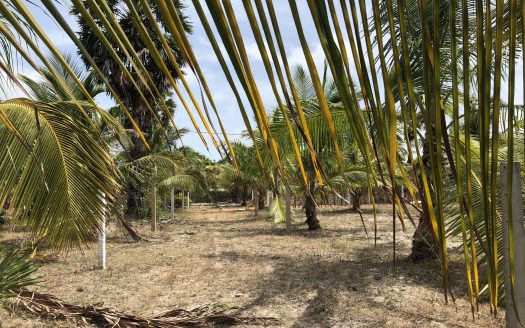 Land for sale in Thanankilappu