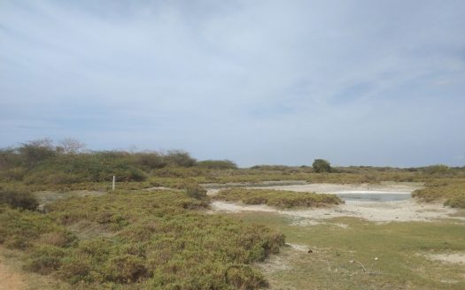 Road facing land for sale in Mannar