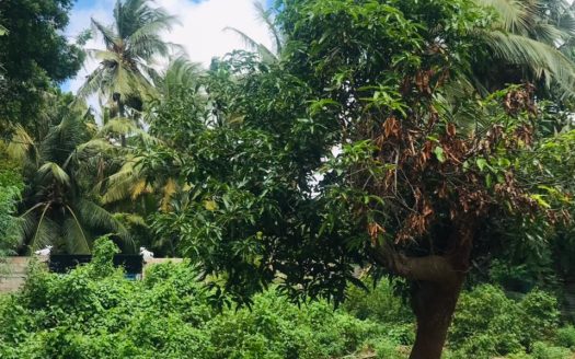 Land for sale in Thirunelveli