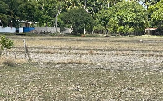 Paddy land for sale in Mirusuvil