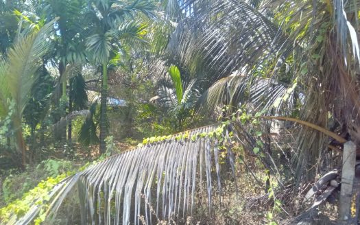 Farm for sale in Mullaitivu Uppumaveli