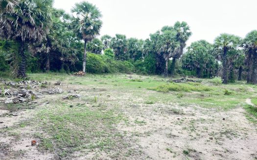 Land for sale in Thanankilappu