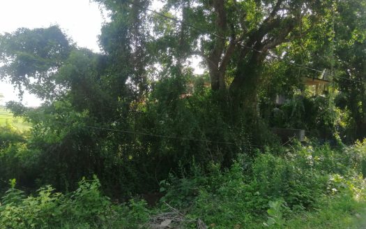 Land for sale in Kilinochchi Karadippokku.