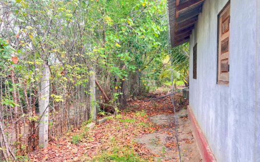 Coconut land for sale near the Thellipalai. (Near kavunavaththai narasingha temple)
