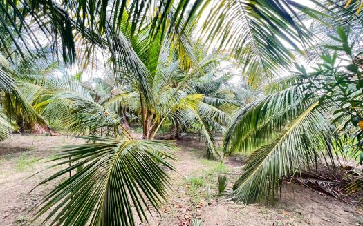Coconut land for sale near the Thellipalai. (Near kavunavaththai narasingha temple)