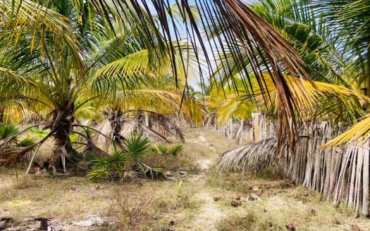 Land for sale in Thanankilappu