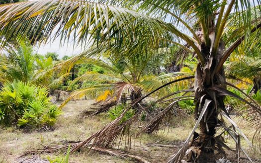 Land for sale in Thanankilappu