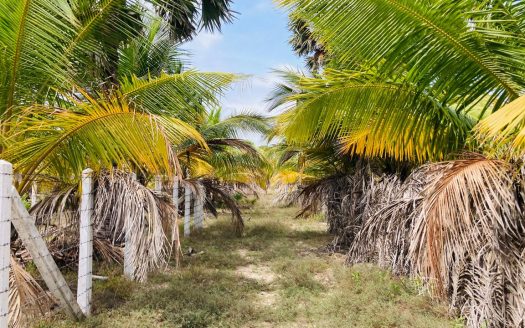 Land for sale in Thanankilappu