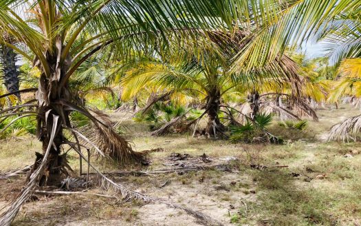 Land for sale in Thanankilappu