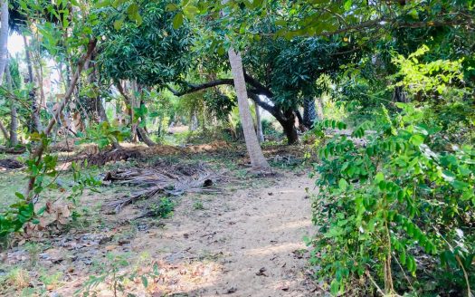 Coconut land and Paddy land for sale in chavakacheri