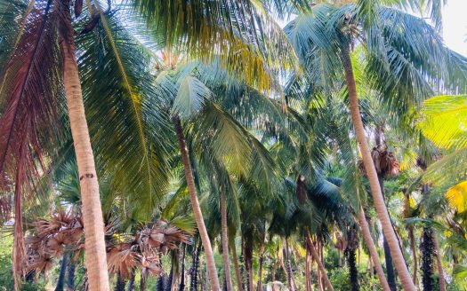 Coconut land and Paddy land for sale in chavakacheri