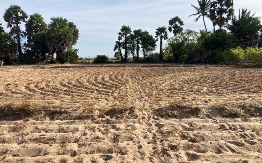 Coconut land and Paddy land for sale in chavakacheri