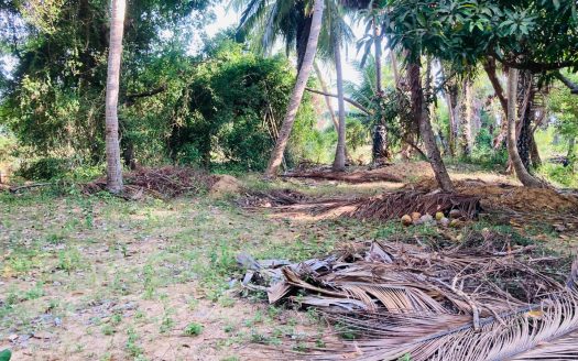 Coconut land and Paddy land for sale in chavakacheri