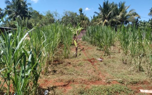 Farm land for sale 50 meters from Nilavarai junction