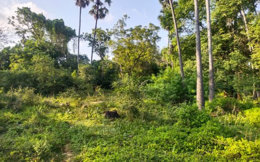 Land for sale in Nelliyadi