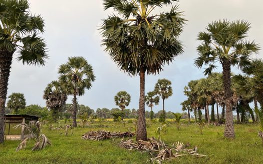 Land for Sale in Arukuveli