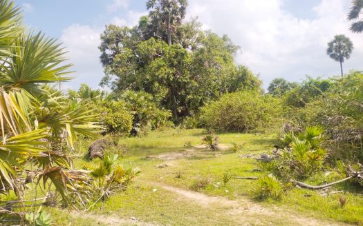 Land for sale in Pungudutivu