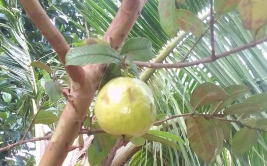 Two houses for sale in Mullaitivu