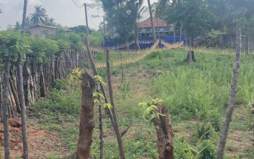 Land for sale in Pandatharippu