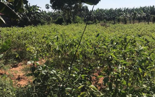 Land for sale near to Rajapathai Police Station. 👇