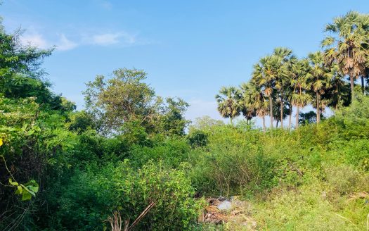 Land for sale near Tellipallai Junction KKS Road side