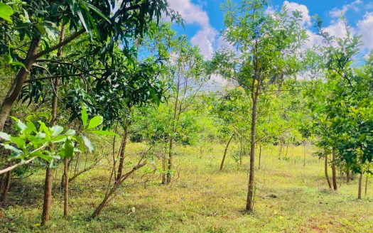 Land for sale near Urelu Pillayar Temple