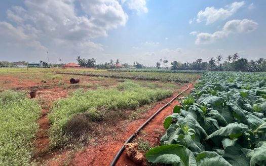 Land for sale in siruppiddy