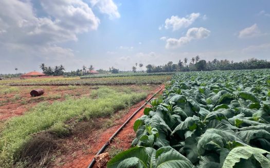Land for sale in siruppiddy