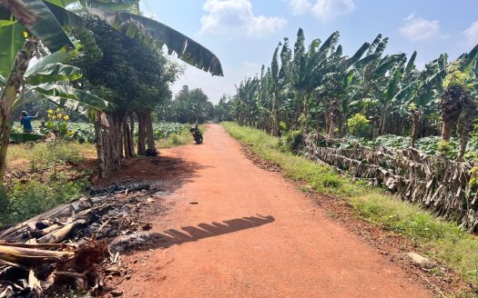 Land for sale in siruppiddy