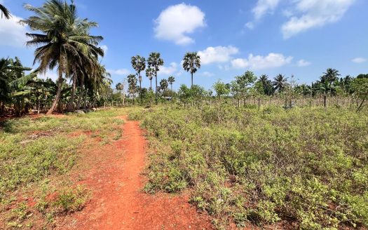 Land for sale in siruppiddy