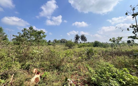 Land for sale in siruppiddy
