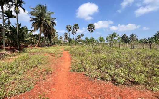 Land for sale in siruppiddy