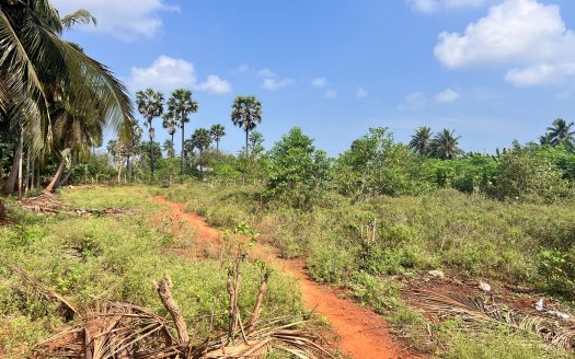 Land for sale in siruppiddy