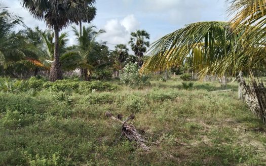 Land for sale in Thanankilappu.