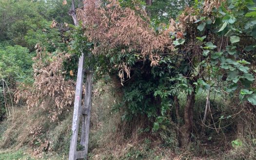 Land for sale in Kandy- Mahiyangana Road