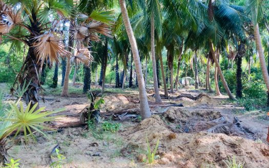 Land for sale in Kachchai Chavakacheri