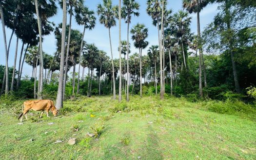 Land for sale in Chankanai