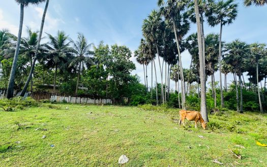 Land for sale in Chankanai
