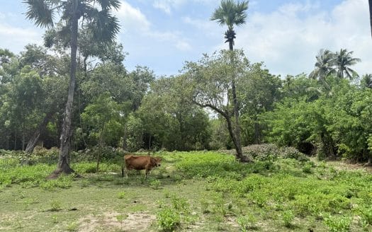 LAND FOR SALE – KARAINAGAR