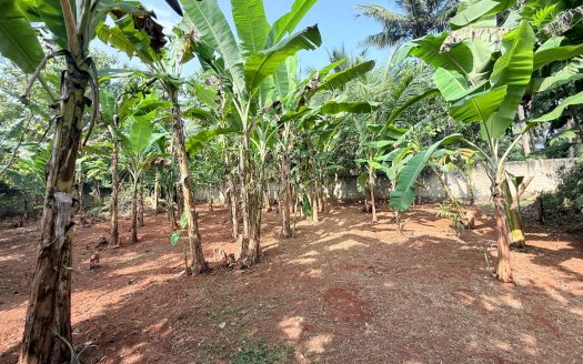 Land for sale in urumpirai