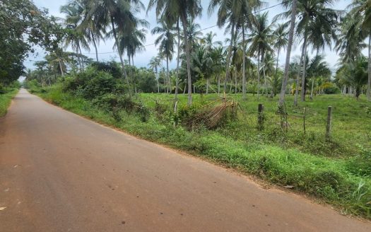 Coconut Land For Sale In Silapam