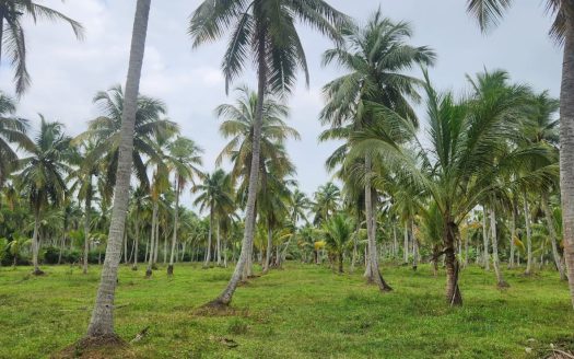 Coconut Land For Sale In Silapam